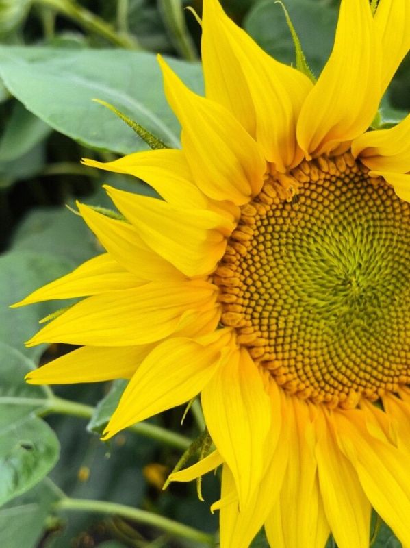 ����� �������� ���������� ����: ��� ��������� ���� �������