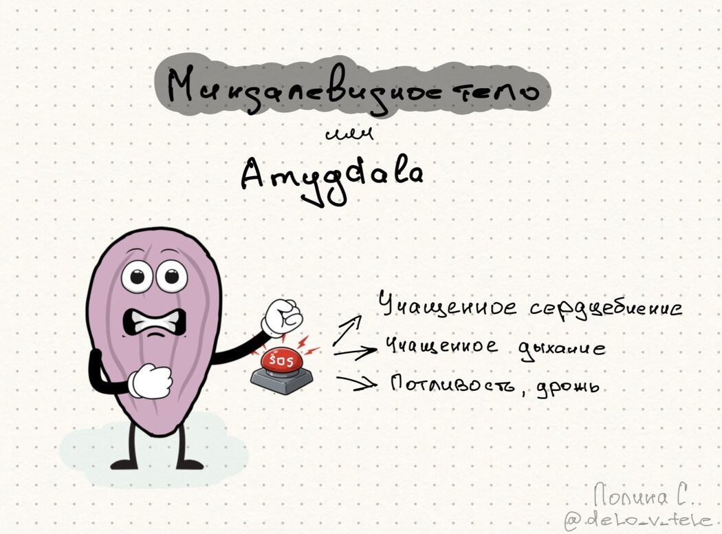 Как работает ваш внутренний охранник: загадки амигдалы