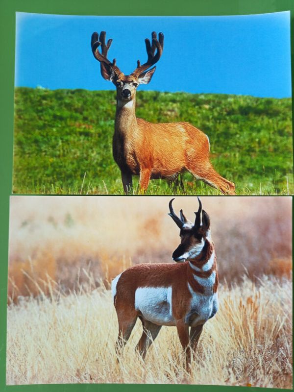 Олень в психотерапии: символ грации и интуиции