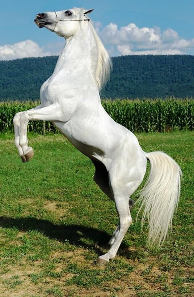 Тайные переживания в таежном поселке