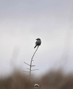 ��� ������ ��� �����������: ������ �� ����� ������� ��������