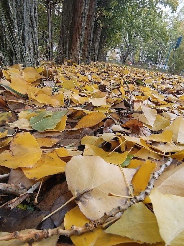 Почему осенняя грусть может быть временем для переосмысления