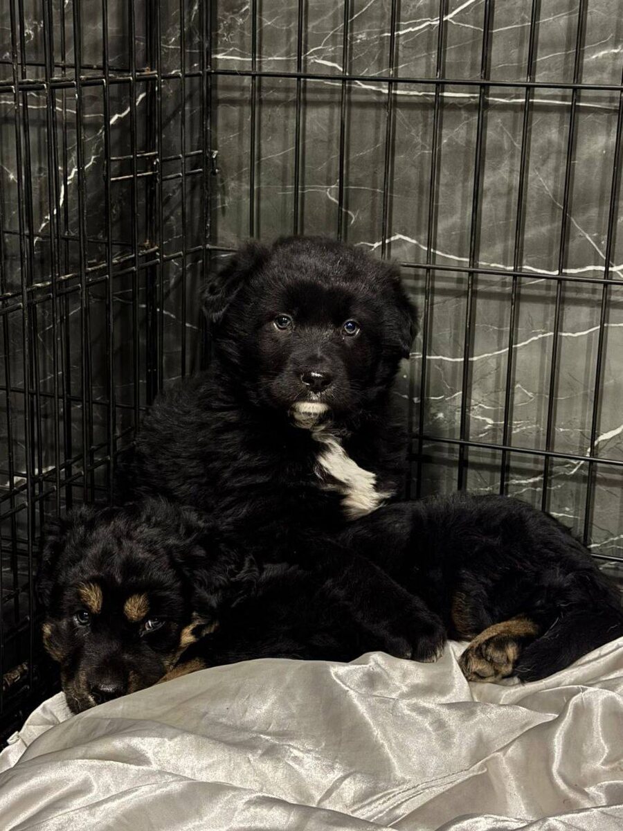 Ищем добрый дом для очаровательных щенков