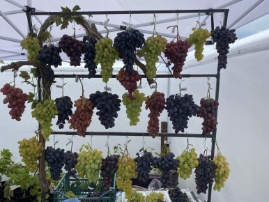 Проекция: Как Защитный Механизм Формирует Нашу Реальность