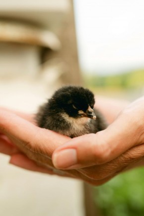 ������ ������� � ������ � ��� �� ��������, � ����