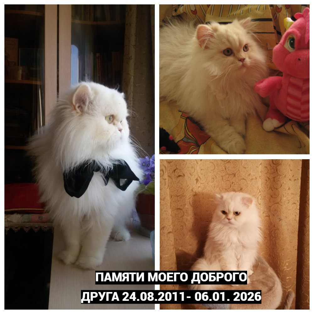 Прощание с белоснежным питомцем: как преодолеть утрату любимого кота