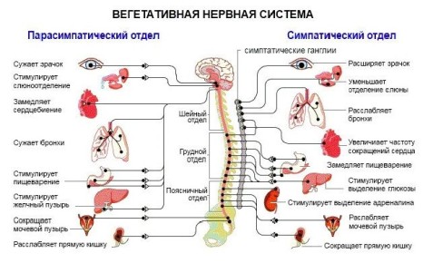 Баланс вегетативной нервной системы: как он влияет на наше здоровье