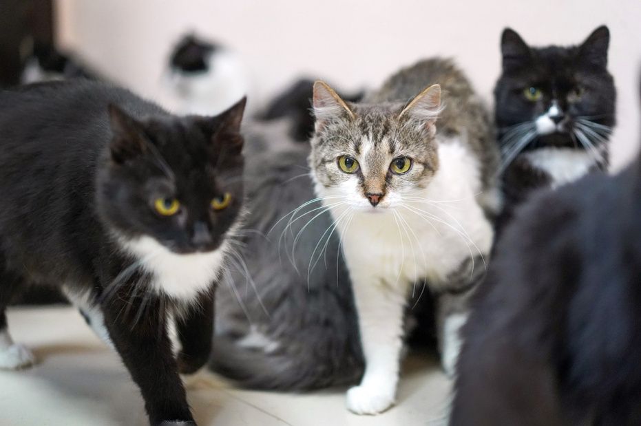 ����� ����� ���������� �����������: ���� ��������� ����� ��� ����� � ����� ����