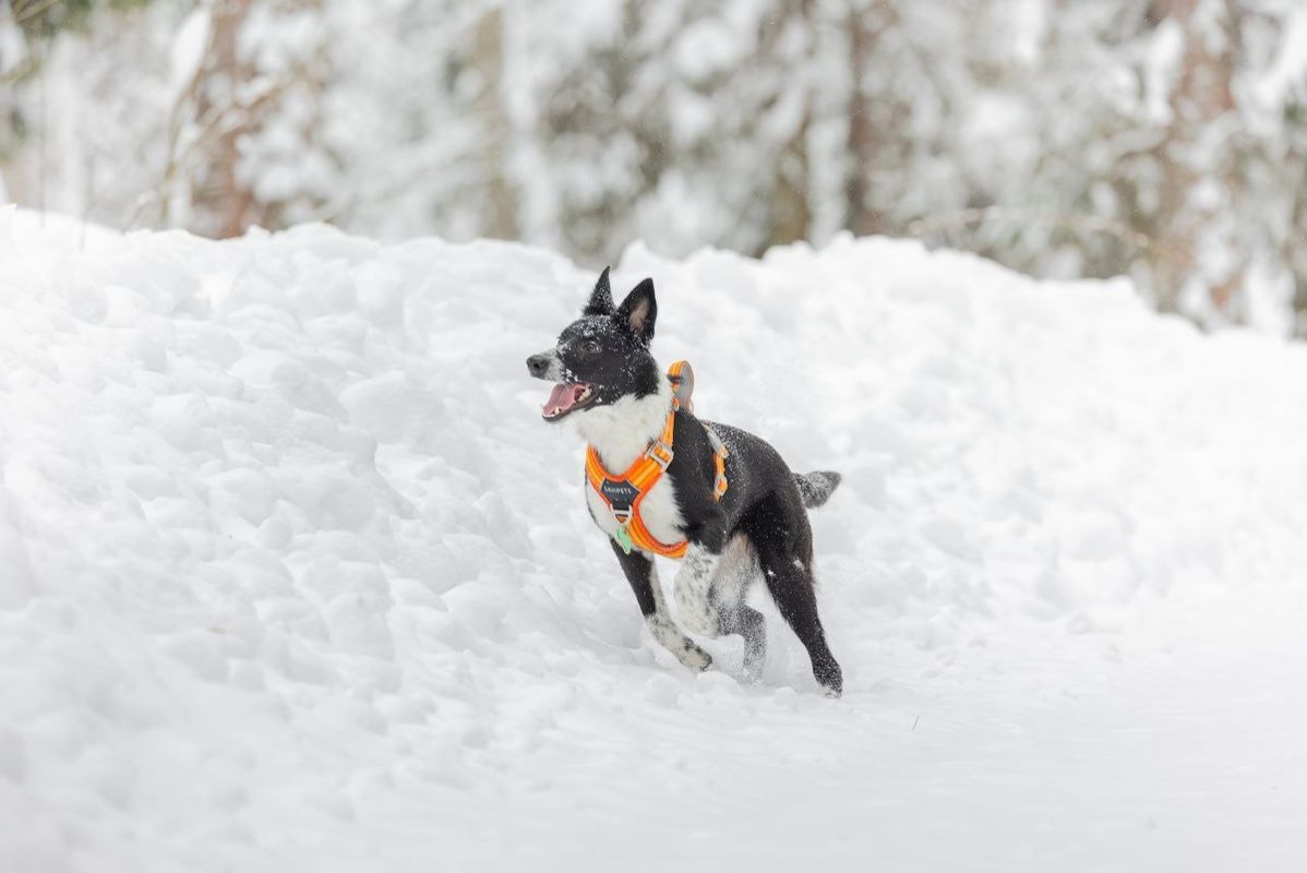 ��� ������ ������� � �������� ��������������