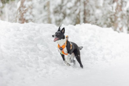 Как помочь собакам с тяжелыми воспоминаниями