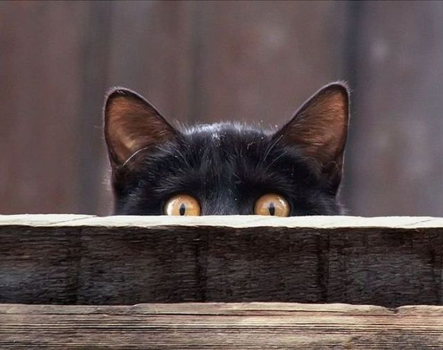 Суеверия как способ справиться с тревогой: как приметы влияют на наше сознание