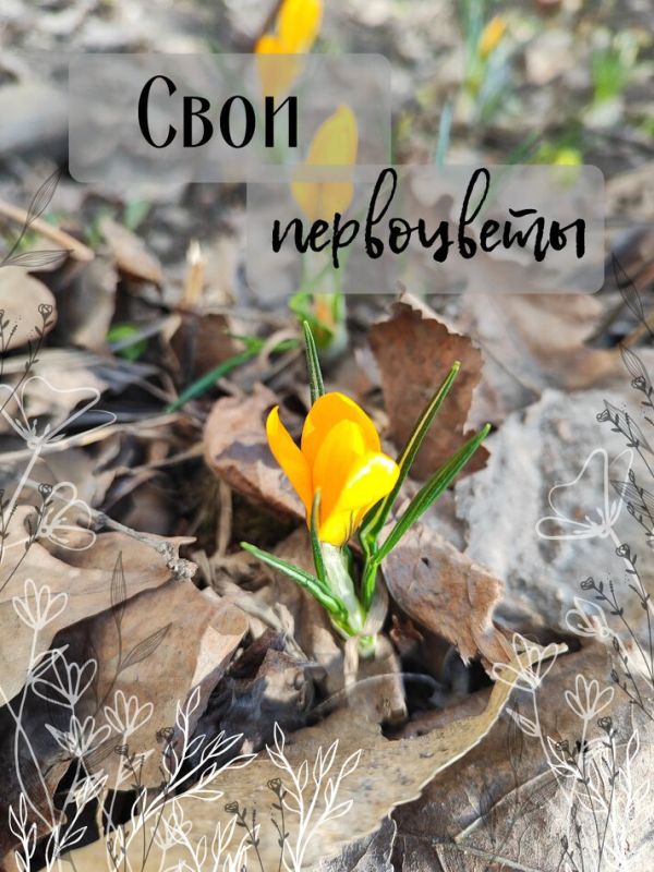 Тайны первоцветов: как весна пробуждает жизнь
