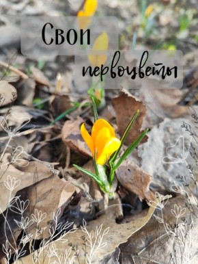 Тайны первоцветов: как весна пробуждает жизнь