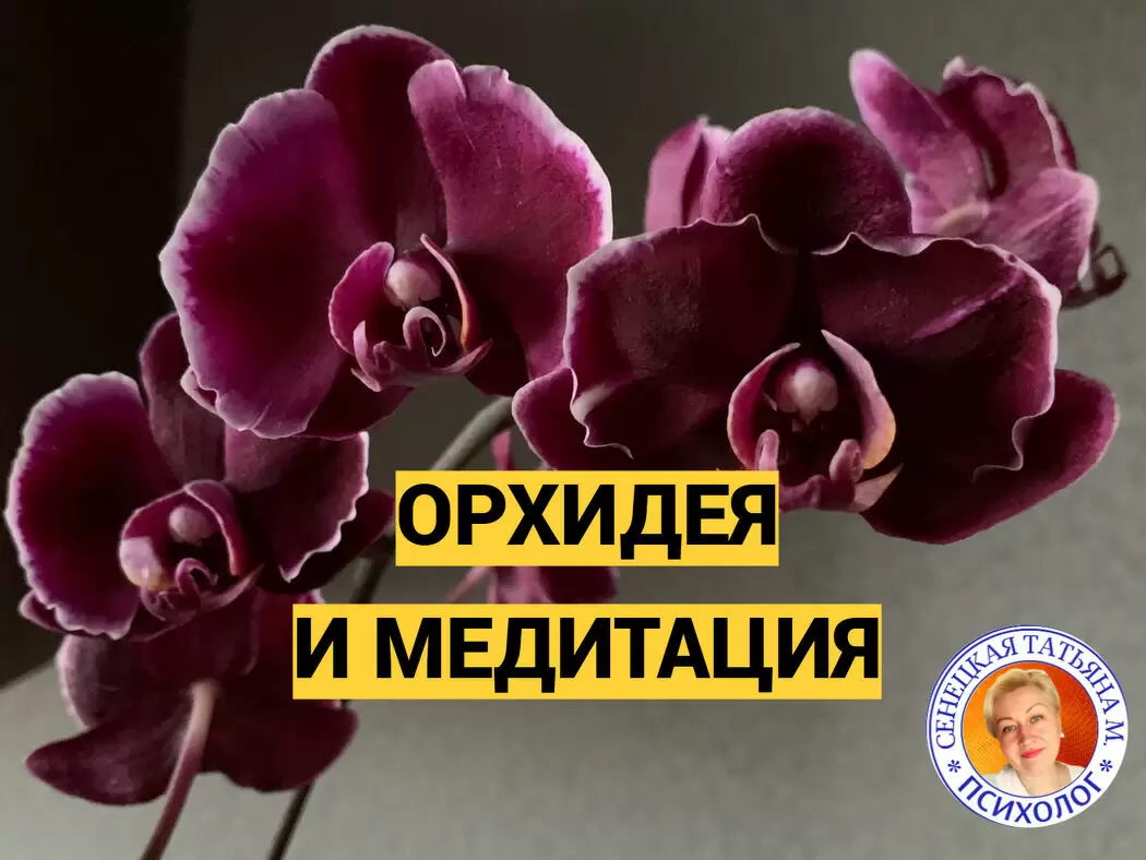 Как орхидеи помогают справиться со стрессом: взгляд психолога на силу комнатных растений